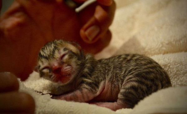 Sokakta kedi yavrusu buldular bakın sonra neye dönüştü - Resim: 4
