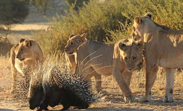 Yavru aslanların kirpiyle imtihanı - Resim: 1