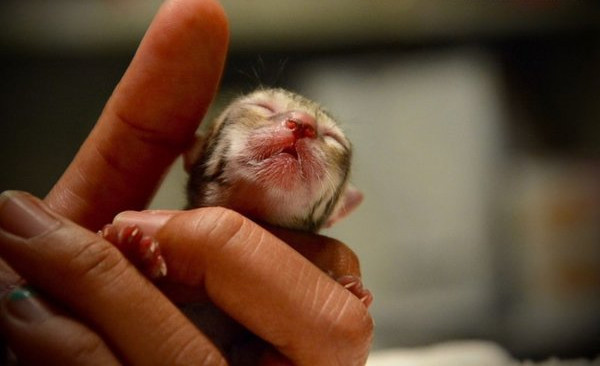 Sokakta kedi yavrusu buldular bakın sonra neye dönüştü - Resim: 2