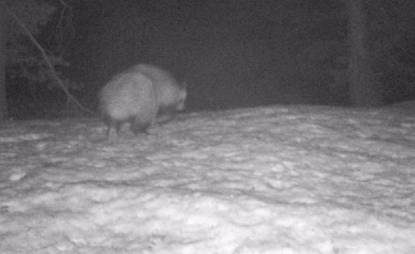 Koronavirüsü insanlara bulaştıran hayvanlardandı! Türkiye'de ilk kez görüldü - Resim: 2