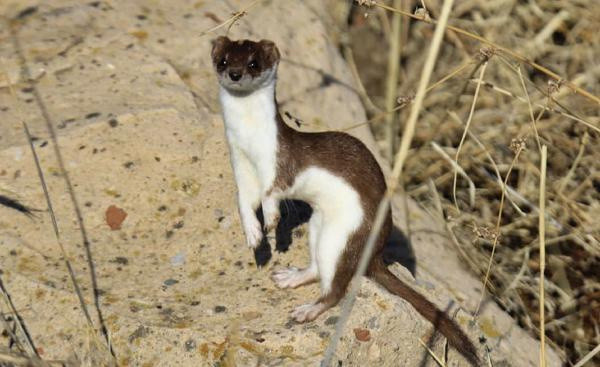 Tunceli'de ortaya çıktı! Nesli tükenmek üzere yer altında gizleniyor - Resim: 0