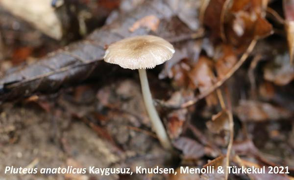 Artvin'de keşfedildi! Türkiye'den başka yerde yetişmiyor - Resim: 0
