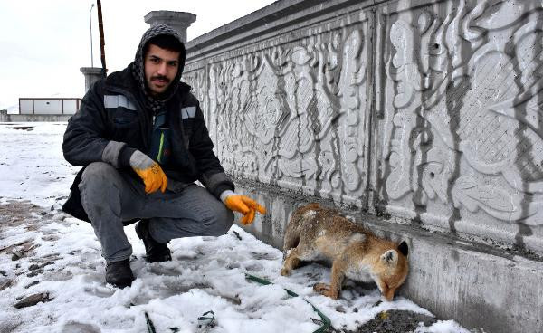 Sivas il merkezinde bulunan tilki şoke etti işe giderken asansörcü buldu - Resim: 1
