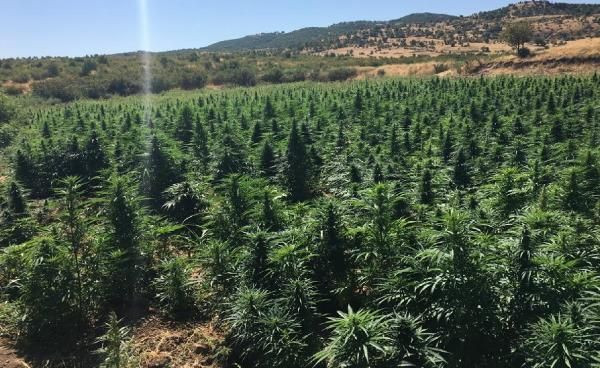 Diyarbakır'da 6 milyon kök Hint keneviri ele geçirildi - Resim: 1