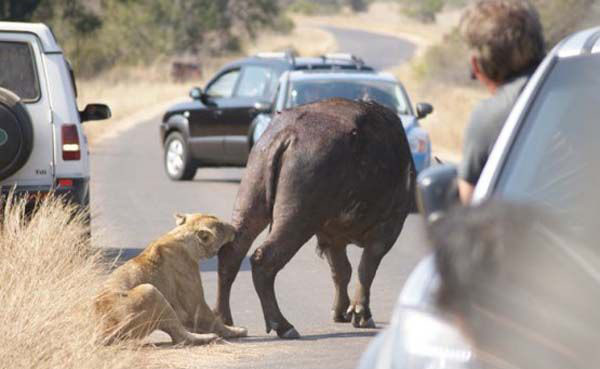 Bufaloyu yol ortasında parçaladı - Resim: 4