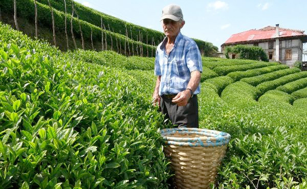 'İmparatorların çayı' olarak biliniyor üreticiler bile kendine saklıyor - Resim: 2