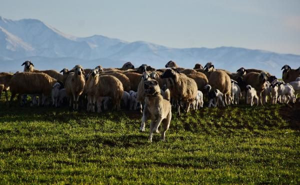 Sivas kangalı uçtu 5 metre yüksekteki dronu havada kaptı işte o anlar - Resim: 1
