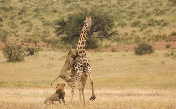 Ava çıkan aslan bir anda zürafanın üzerine atladı ve... - Resim: 1