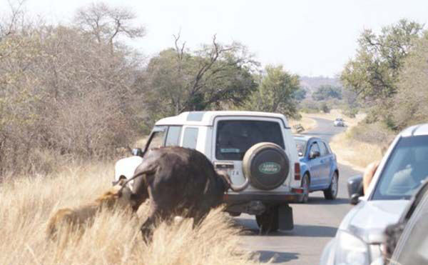 Bufaloyu yol ortasında parçaladı - Resim: 2