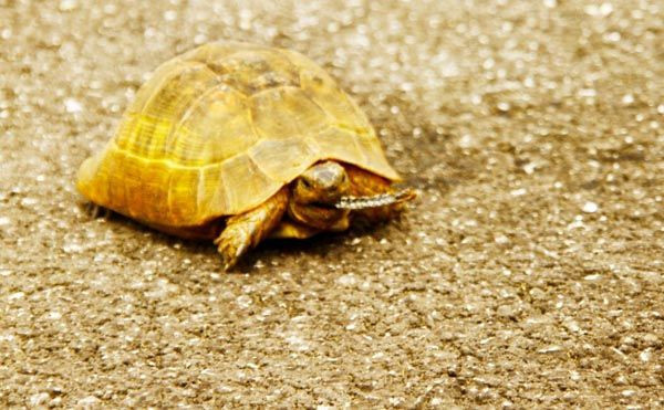 Şaşırtan doğa olayı! Kaplumbağa'nın ağzındaki görenleri şok etti! - Resim: 2