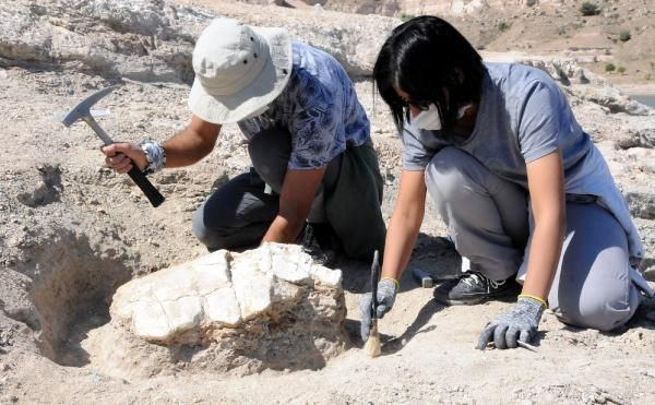 Kayseri'de bulundu! Tam 7.5 milyon yıllık kaplumbağa fosili şaşırttı - Resim: 2