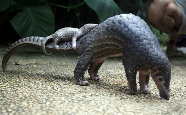 Pangolin hayvanı nerede yaşar pangolin neye benzer? - Resim: 1