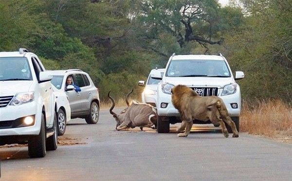 Böylesi hiç görülmedi! Aslan arabaların ortasında bir anda... - Resim: 4
