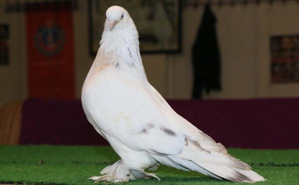 Bu güvercinin fiyatı dudak uçuklatıyor! - Resim: 3