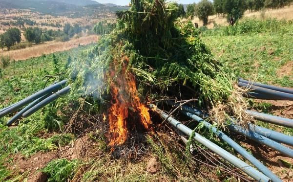 Diyarbakır'da 6 milyon kök Hint keneviri ele geçirildi - Resim: 4