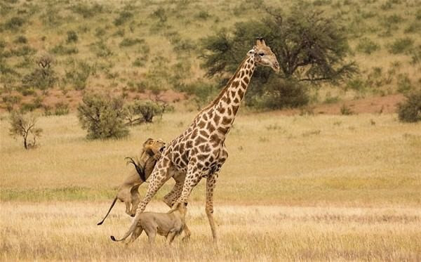 Ava çıkan aslan bir anda zürafanın üzerine atladı ve... - Resim: 2