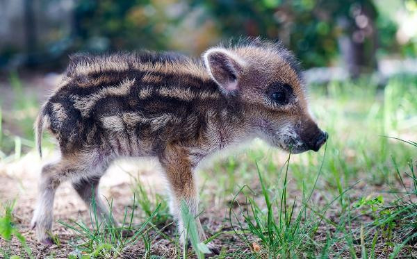 Vatandaşlar ormanda buldu: Koruma altına alındı! - Resim: 2