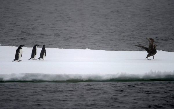 Penguenlerin zorlu yolculuğu - Resim: 2