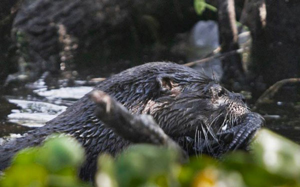 Su samuru timsahı diri diri yedi - Resim: 2