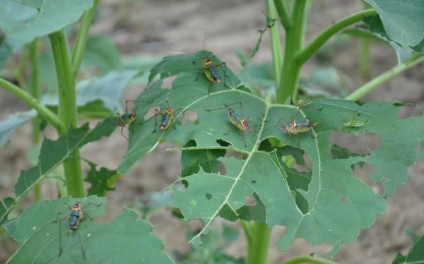 Tekirdağ'ı çekirgeler istila etti ayçiçeği tarlalarını yok ediyorlar - Resim: 1