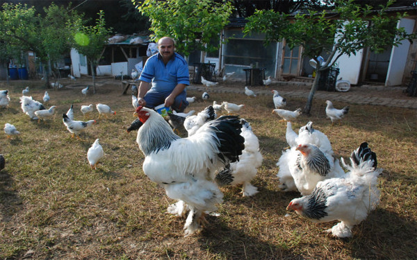 Dünyanın en küçük ve en büyük horozu bir araya geldi - Resim: 0
