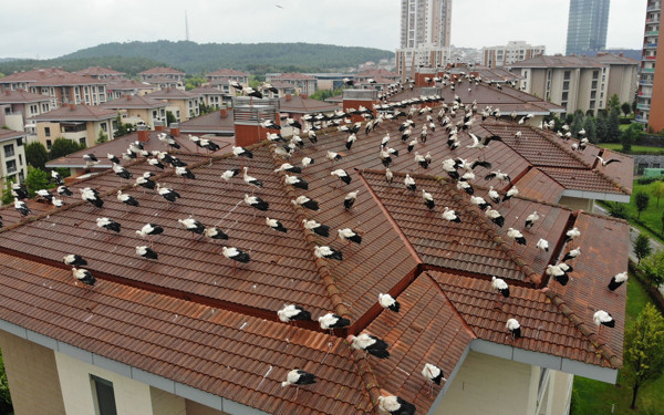 İstanbul'da göç eden leyleklerin çatıdaki molası görenleri mest etti - Resim: 0