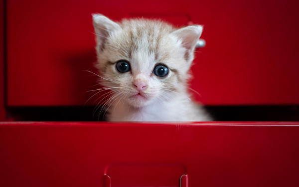 Bursa'da kargoda hayatının şokunu yaşadı! Günlerce ağladı bakın ne karar çıktı - Resim: 0