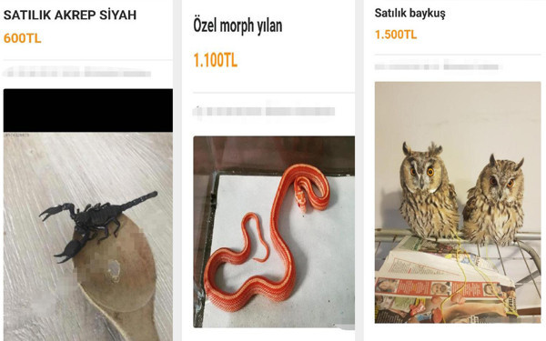 Adana'da internetten yasaklı ırkları satışa sundular! İşte akrep, baykuş, yılan fiyatı... - Resim: 2