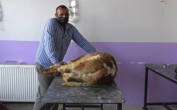 Kars'ta hayvanlarda covid-19 tehlikesi! Virüs çıkınca bırakıp gidenler oldu - Resim: 1