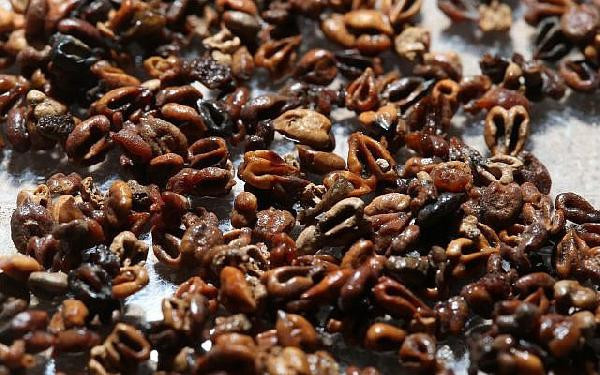 İsrail'de ortaya çıkan bu yemekler tam bin yıllık - Resim: 2