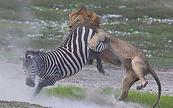 Vahşi doğadan inanılmaz anlar - Resim: 3