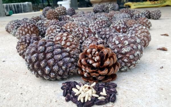 Gölgesi için dikmişti! Şimdi paraya para demiyor - Resim: 2