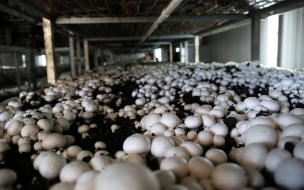 'Mantarın başkenti' Türkiye'de üretilenin yüzde 54'ü burada yetiştiriliyor! - Resim: 1