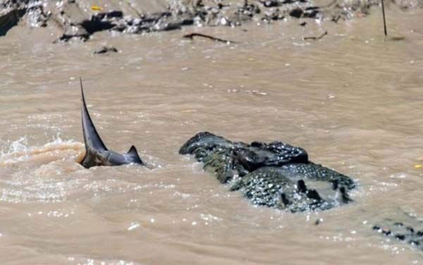 Timsah ve köpekbalığının inanılmaz mücadelesi - Resim: 1