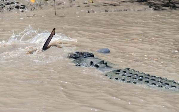 Timsah ve köpekbalığının inanılmaz mücadelesi - Resim: 2
