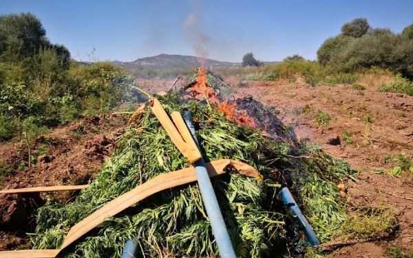 Diyarbakır'da 6 milyon kök Hint keneviri ele geçirildi - Resim: 2