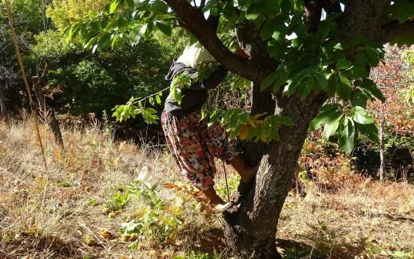 Bu kadınlar günlük 600 lira kazanıyor! Ağaç tepelerinde çalışıyorlar - Resim: 1