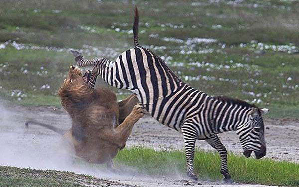 Vahşi doğadan inanılmaz anlar - Resim: 1