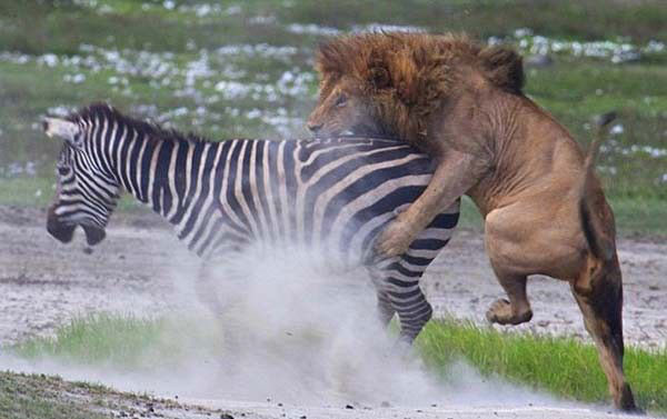 Vahşi doğadan inanılmaz anlar - Resim: 2