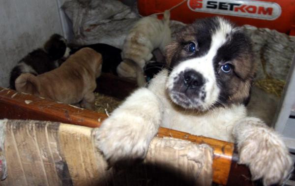 Ne olduklarını görünce yüreğiniz sızlayacak! - Resim: 3