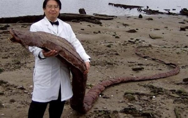 Denizden çıkan bu canlı görenleri şoke etti bu ne böyle? - Resim: 1