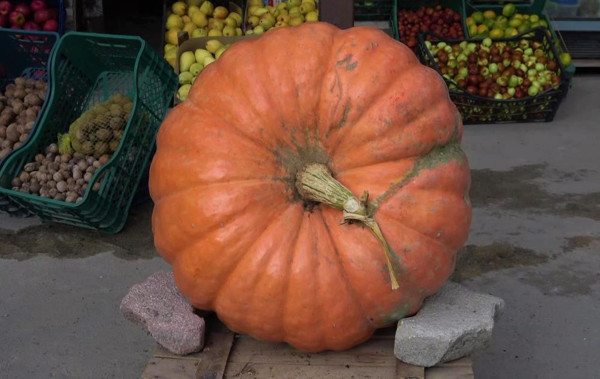 Amasya'da dev bal kabağını gören şaştı kaldı! Gelen teklifleri geri çevirdi: Paha biçilemiyor - Resim: 1