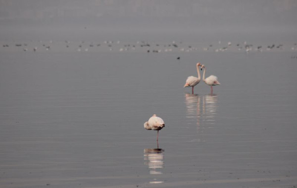 Kocaeli'de gören telefona sarıldı: Onları merak ederek geldik - Resim: 0