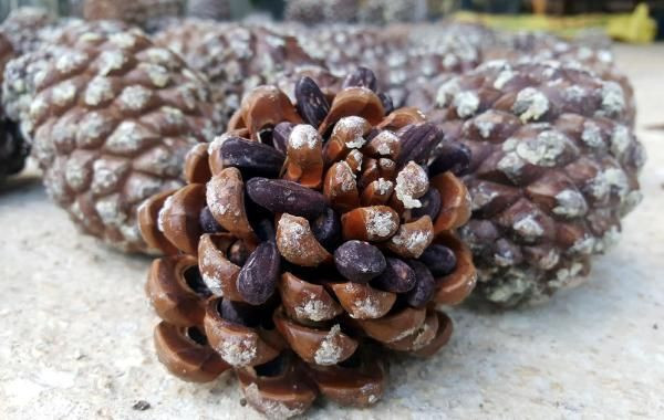 Gölgesi için dikmişti! Şimdi paraya para demiyor - Resim: 4