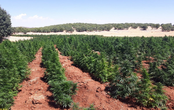 Diyarbakır'da terör operasyonu 974 kilo kenevir imha edildi - Resim: 0