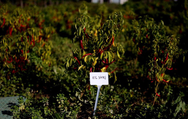 Bursa'da günlük 130 TL'ye çalışacak işçi bulamıyorlar: Fiyatlar bazen yüzümüzü güldürüyor bazen güldürmüyor - Resim: 2
