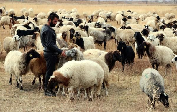 Dünyada sadece Van'da yetişiyor! Röntgen çekilip tescillendi - Resim: 3
