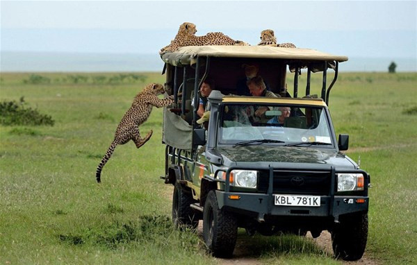 Bir anda arabanın üzerine atladı içeri girdi ve... - Resim: 1