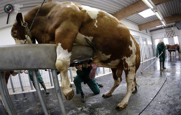 İnsan bunu neden yapar her gün yanına gidip... - Resim: 1
