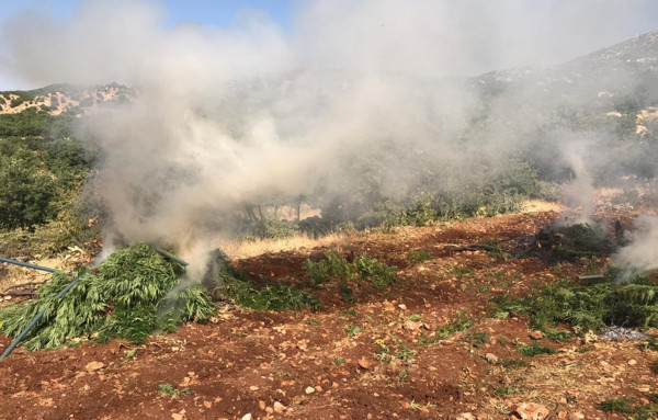 Diyarbakır'da terör operasyonu 974 kilo kenevir imha edildi - Resim: 1